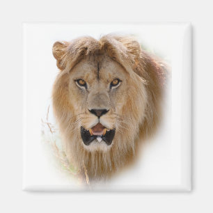 Porträt des Löwen Magnet