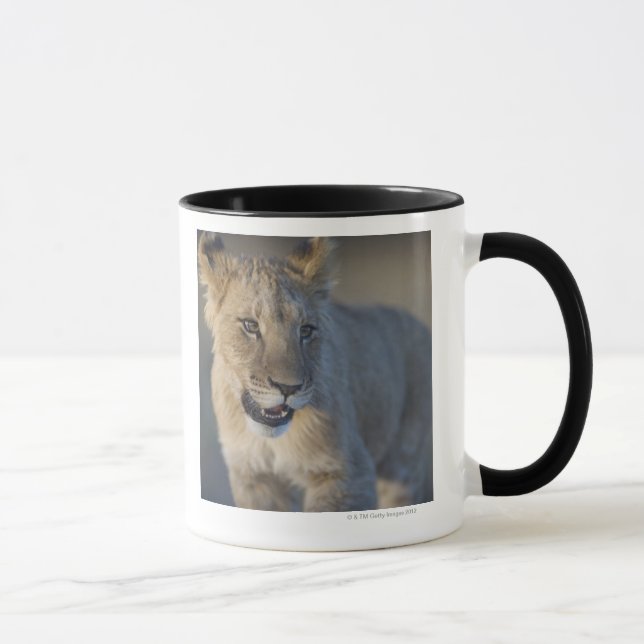 Porträt des Löwes CUB (Panthera Löwe), Namibia Tasse (Rechts)