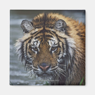 Porträt des nassen sibirischen Tigers Magnet