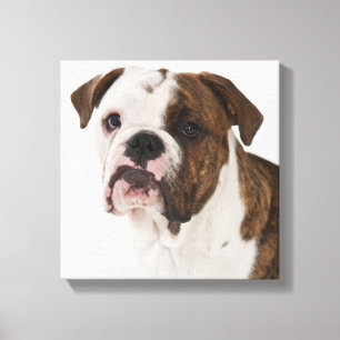 Porträt des niedlichen Bulldoggenwelpen Leinwanddruck