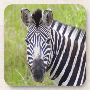 Porträt des Plains Zebras, Hluhluwe-Umfolozi Game Untersetzer