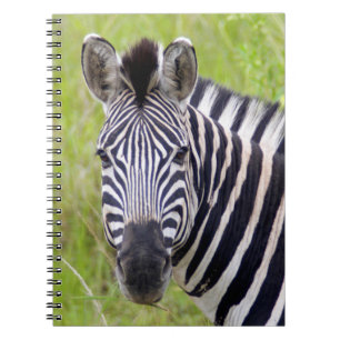 Porträt des Plains-Zebras, Hluhluwe-Umfolozi-Wildr Notizblock