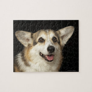 Porträt des schwarzen, braunen und weißen Corgi Puzzle