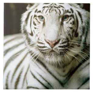 Porträt des Tigers Fliese