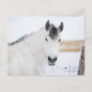 Porträt des weißen Pferdes Postkarte