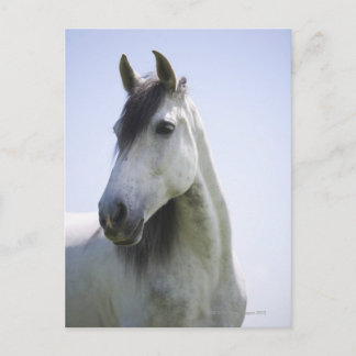 Porträt des weißen Pferdes Postkarte