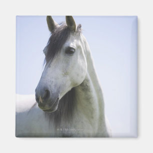 Porträt des weißen Pferds Magnet