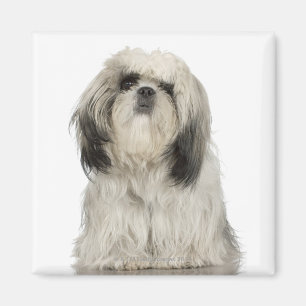 Porträt des Welpen des tibetanischen Terriers Magnet
