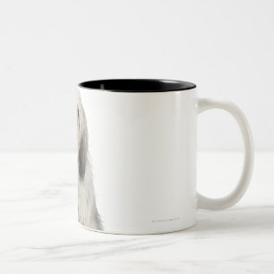 Porträt des Welpen des tibetanischen Terriers Zweifarbige Tasse