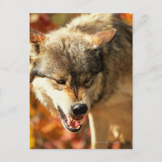 Porträt des Wölfels Postkarte