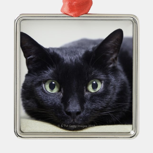 Porträt einer Katze Silbernes Ornament (Vorne)