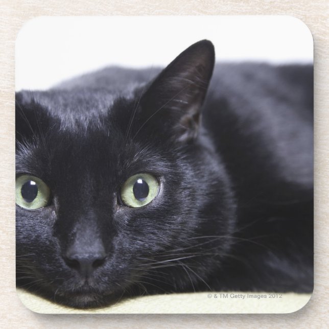 Porträt einer Katze Untersetzer (Vorderseite)