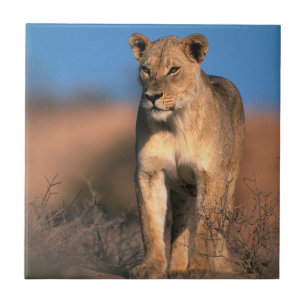 Porträt einer Löwin (Panthera Leo) Fliese