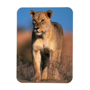 Porträt einer Löwin (Panthera Leo) Magnet