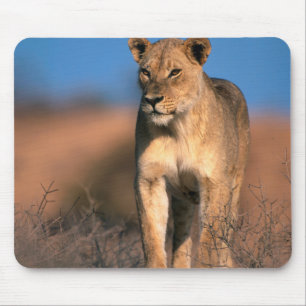 Porträt einer Löwin (Panthera Leo) Mousepad