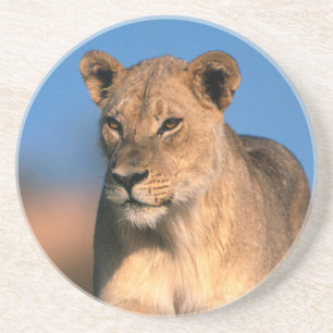 Porträt einer Löwin (Panthera Leo) Sandstein Untersetzer