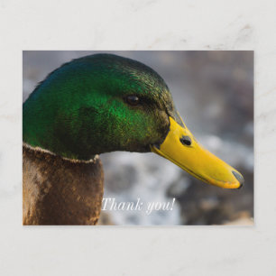 Porträt einer männlichen Stockente Postkarte