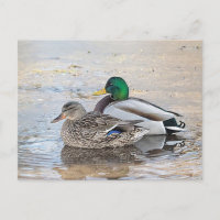 Porträt einer männlichen und weiblichen Stockente