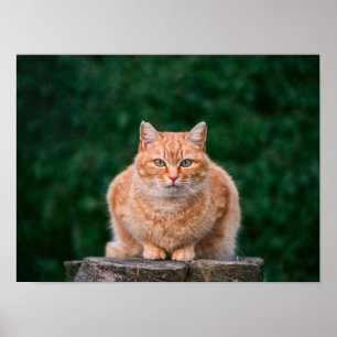 Porträt einer orangefarbenen getigerten Katze auf Poster