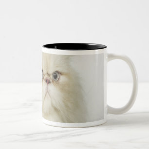 Porträt einer persischen Katze Zweifarbige Tasse