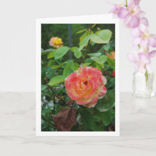 Porträt einer rosa und gelben Rosenblüte Karte