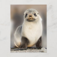Porträt einer Seehundjungen am Strand