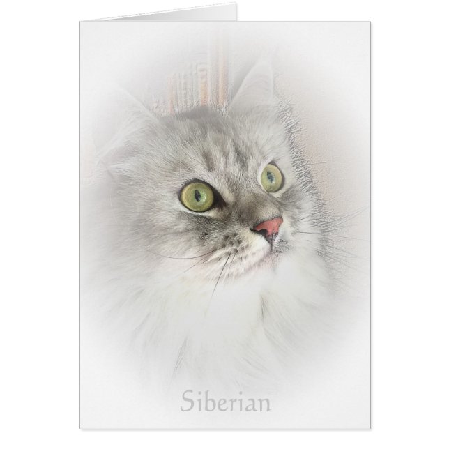Porträt einer sibirischen Karte (Vorne)