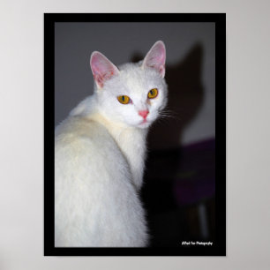 Porträt einer weißen Katze Poster