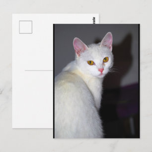 Porträt einer weißen Katze Postkarte