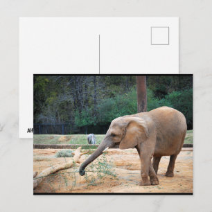 Porträt eines afrikanischen Elefanten im Park Postkarte