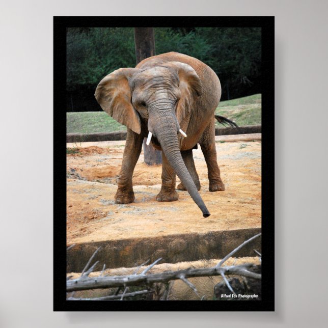 Porträt eines afrikanischen Elefanten Poster (Vorne)