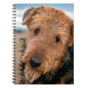 Porträt eines Airedale Terriers Notizblock