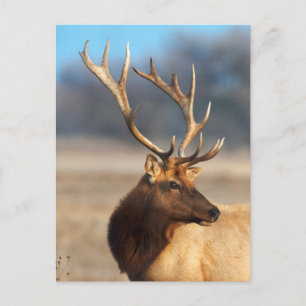 Porträt eines atemberaubenden Bullenelchs Postkarte