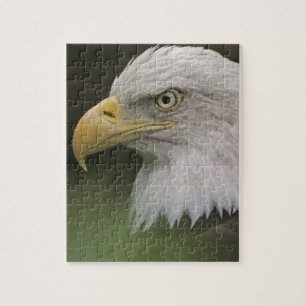 Porträt eines ausgewachsenen Weißkopfseeadlers, Ha Puzzle