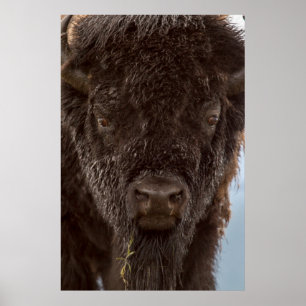 Porträt eines Bisonbullen im Regen Poster