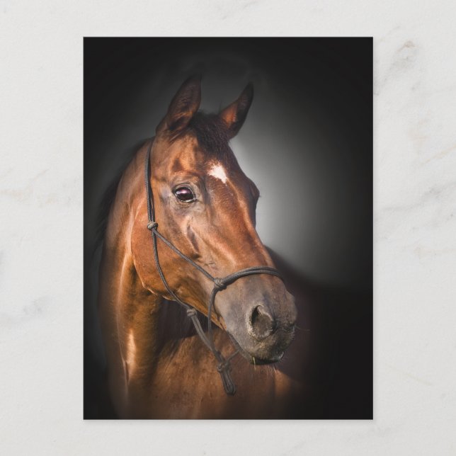 Porträt eines Bucht Thoroughbred Postkarte (Vorderseite)