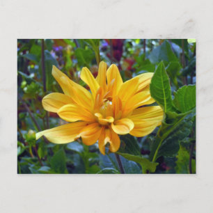 Porträt eines Dahlia Postkarte