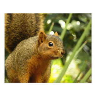 Porträt eines Eichhörnchens Natur Tierfotografie Fotodruck