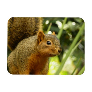 Porträt eines Eichhörnchens Natur Tierfotografie Magnet
