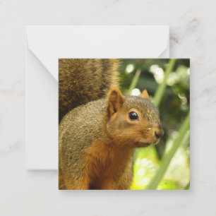 Porträt eines Eichhörnchens Natur Tierfotografie Mitteilungskarte