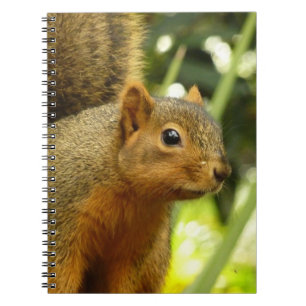 Porträt eines Eichhörnchens Natur Tierfotografie Notizblock