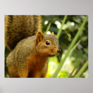 Porträt eines Eichhörnchens Natur Tierfotografie Poster