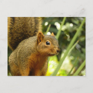Porträt eines Eichhörnchens Natur Tierfotografie Postkarte