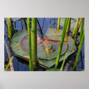 PORTRÄT EINES FROSCHES POSTER