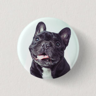 Porträt eines glücklichen französischen Bulldog Button