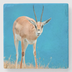 Porträt eines Grant-Gazellen-Weibchens (Gazella Gr Steinuntersetzer