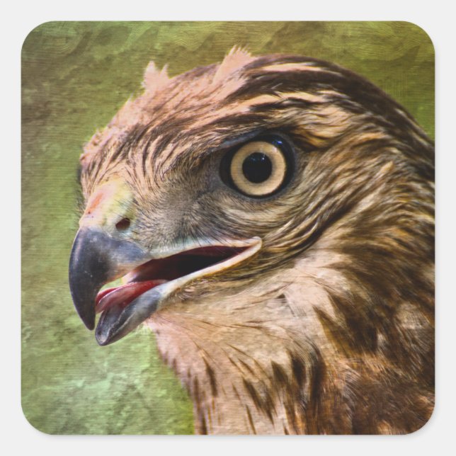 Porträt eines Hawks Quadratischer Aufkleber (Vorderseite)