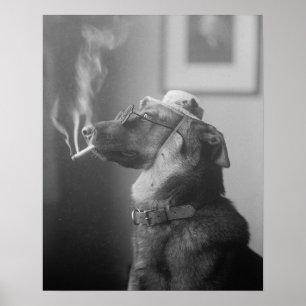 Porträt eines Hundes, 1923. Vintage-Foto Poster