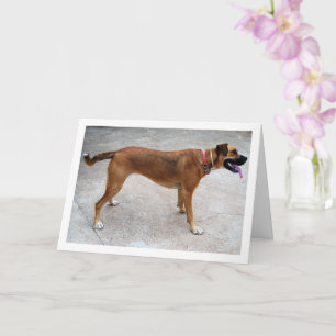 Porträt eines Hundes Karte