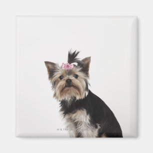 Porträt eines Hundes Yorkshires Terrier Magnet